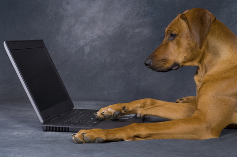 Register Your Dog