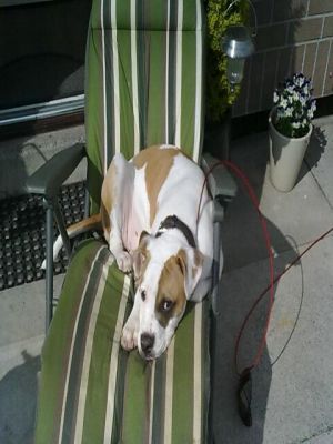 Dog profile photo