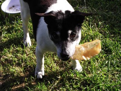 Dog profile photo