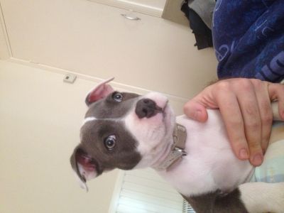 Dog profile photo