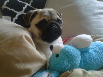 Dog profile photo