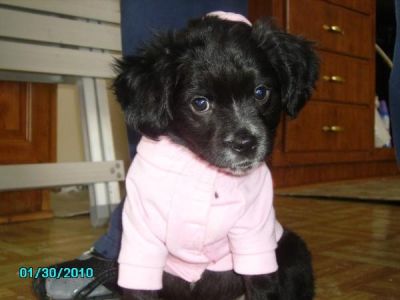 Dog profile photo