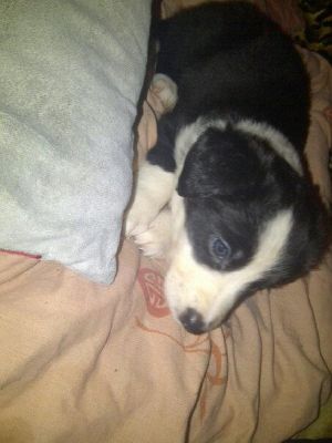 Dog profile photo
