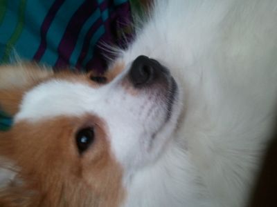 Dog profile photo