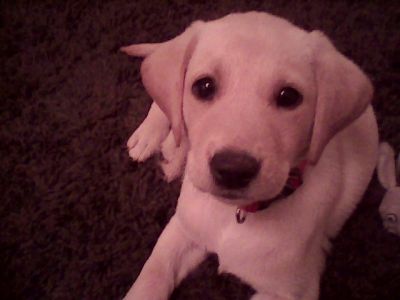 Dog profile photo