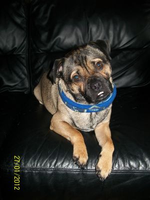 Dog profile photo