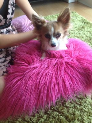 Dog profile photo