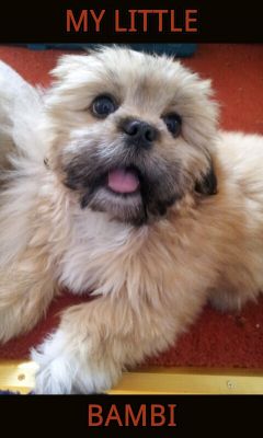 Dog profile photo