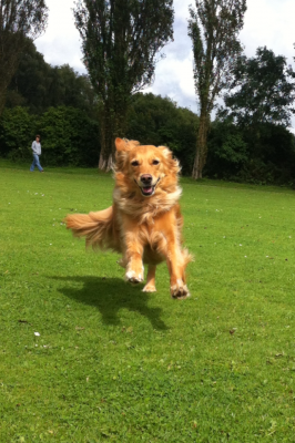 Dog profile photo