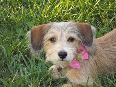 Dog profile photo