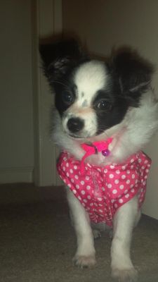 Dog profile photo