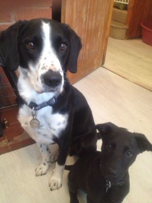 Dog profile photo