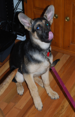 Dog profile photo