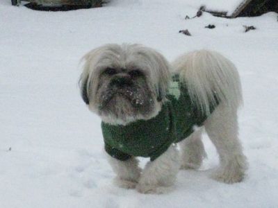Dog profile photo