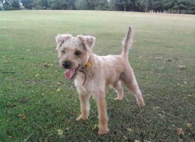Dog profile photo