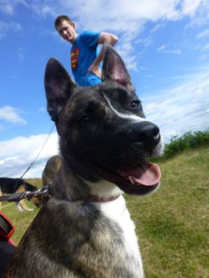 Dog profile photo