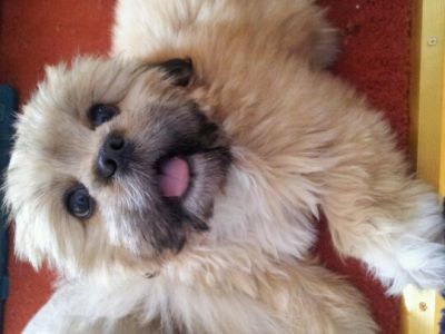 Dog profile photo