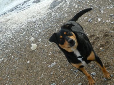 Dog profile photo