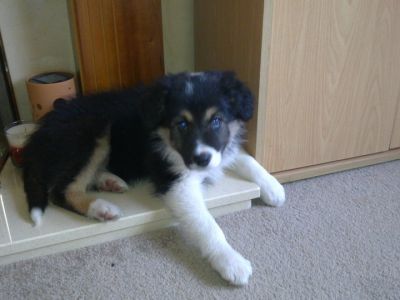 Dog profile photo