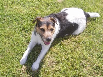 Dog profile photo