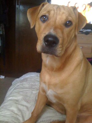 Dog profile photo
