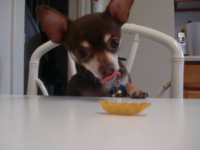 Dog profile photo
