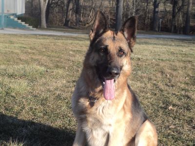Dog profile photo
