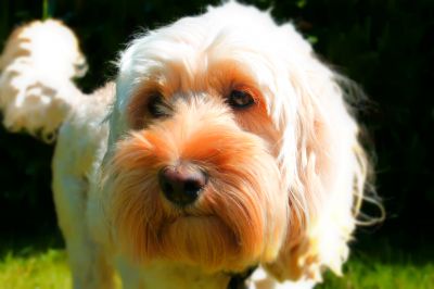 Dog profile photo