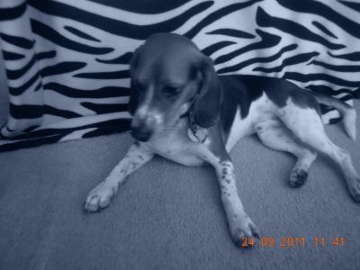 Dog profile photo