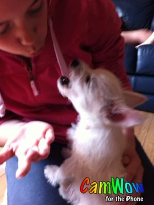 Dog profile photo