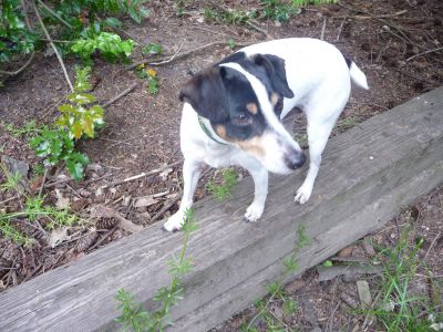 Dog profile photo