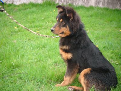 Dog profile photo