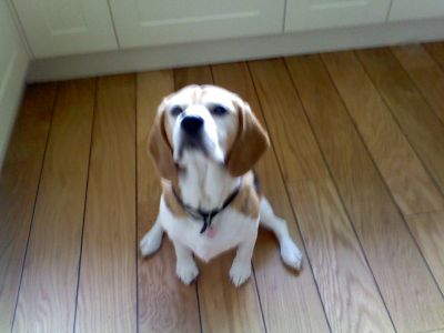 Dog profile photo