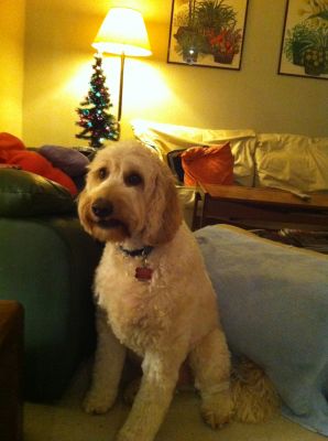Dog profile photo