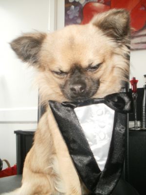 Dog profile photo