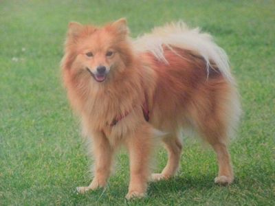 Dog profile photo