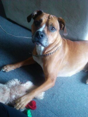 Dog profile photo