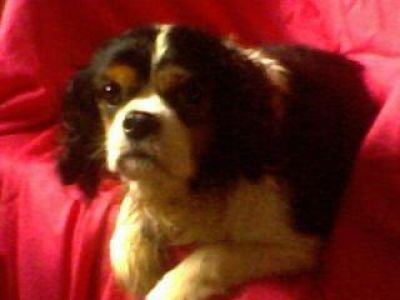 Dog profile photo