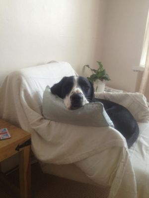 Dog profile photo