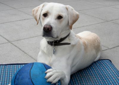 Dog profile photo