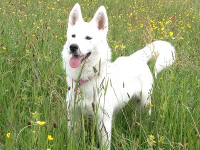 Dog profile photo