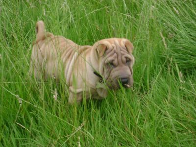 Dog profile photo