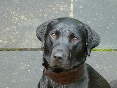 Dog profile photo