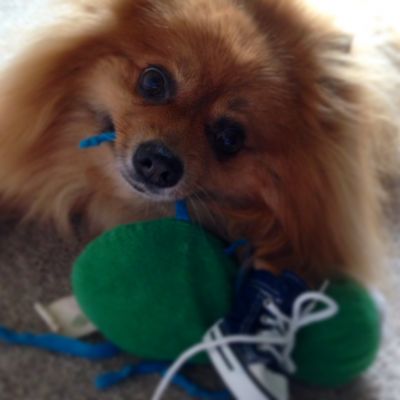 Dog profile photo