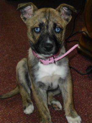 Dog profile photo