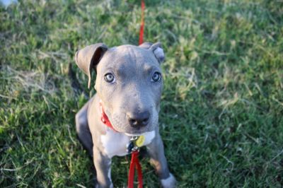 Dog profile photo