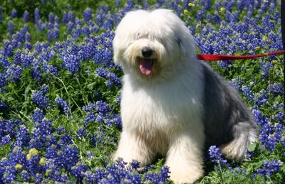 Dog profile photo