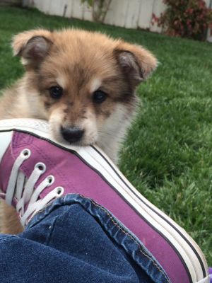 Dog profile photo
