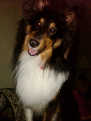 Dog profile photo