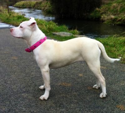 Dog profile photo